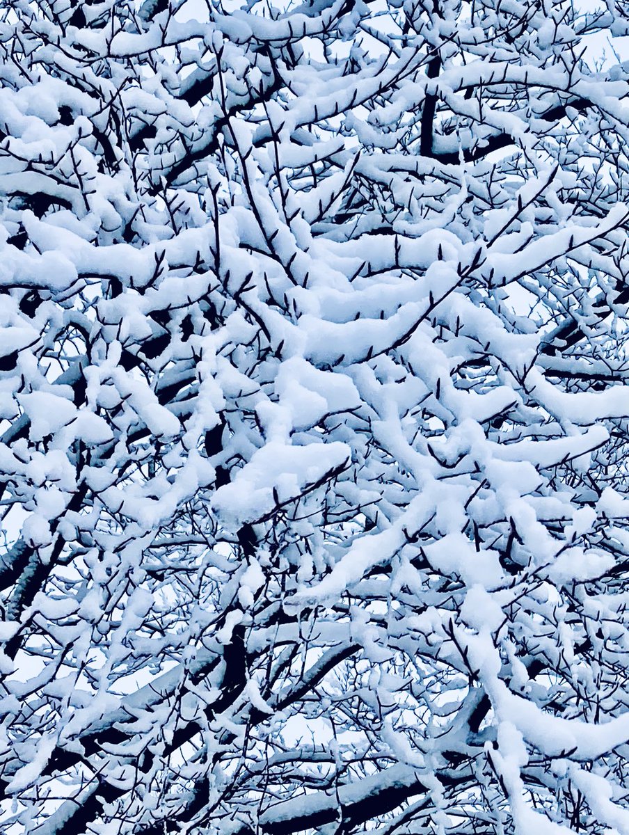 RaeMorfin's tweet photo. My new winter screensaver, LOVE it when snow does this ❄️ https://t.co/QIMhOrxhyv