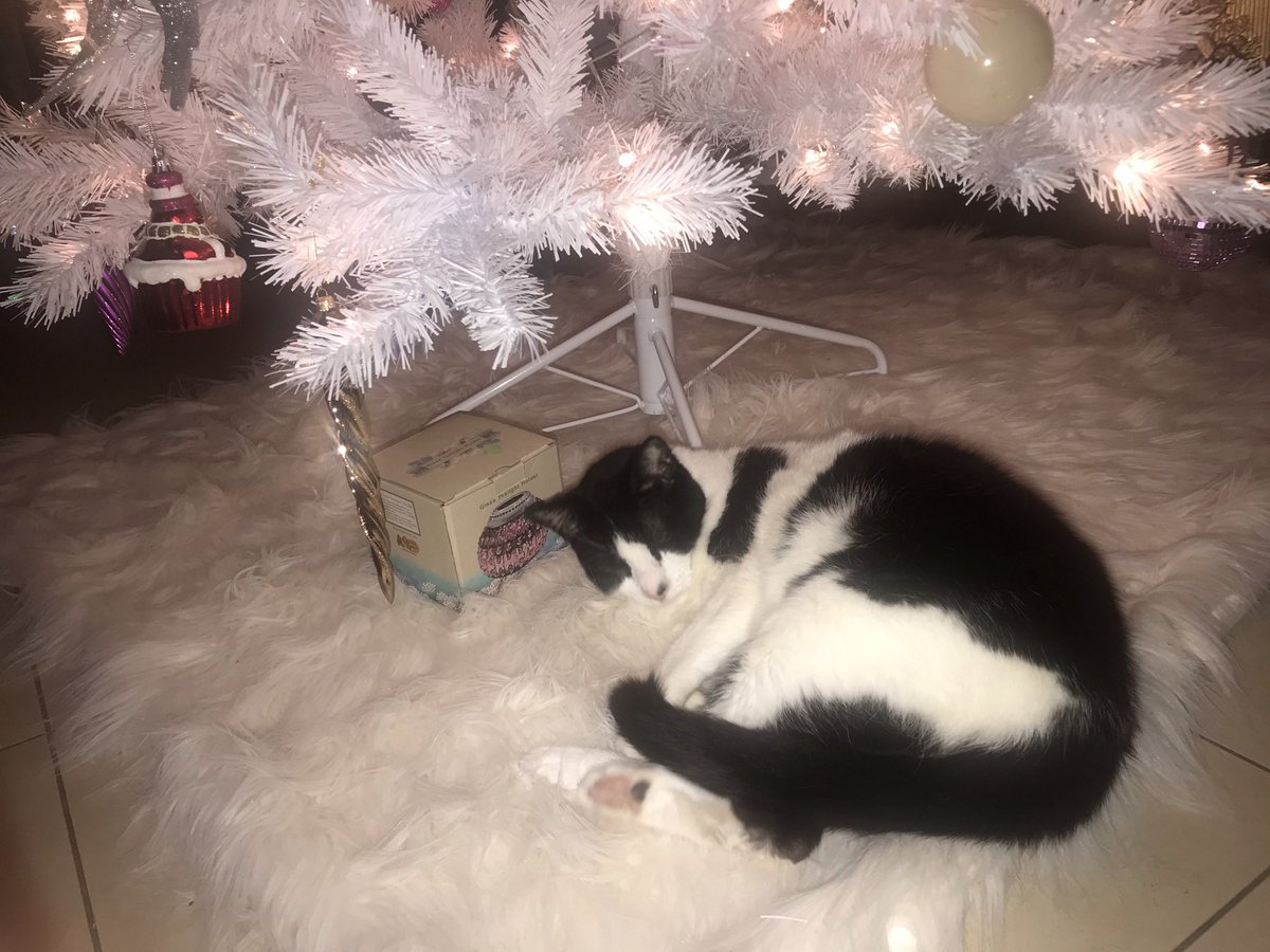 w0wmaa710's tweet photo. @tuestbellee Here’s my fatty https://t.co/0lcZRZ8NTq
