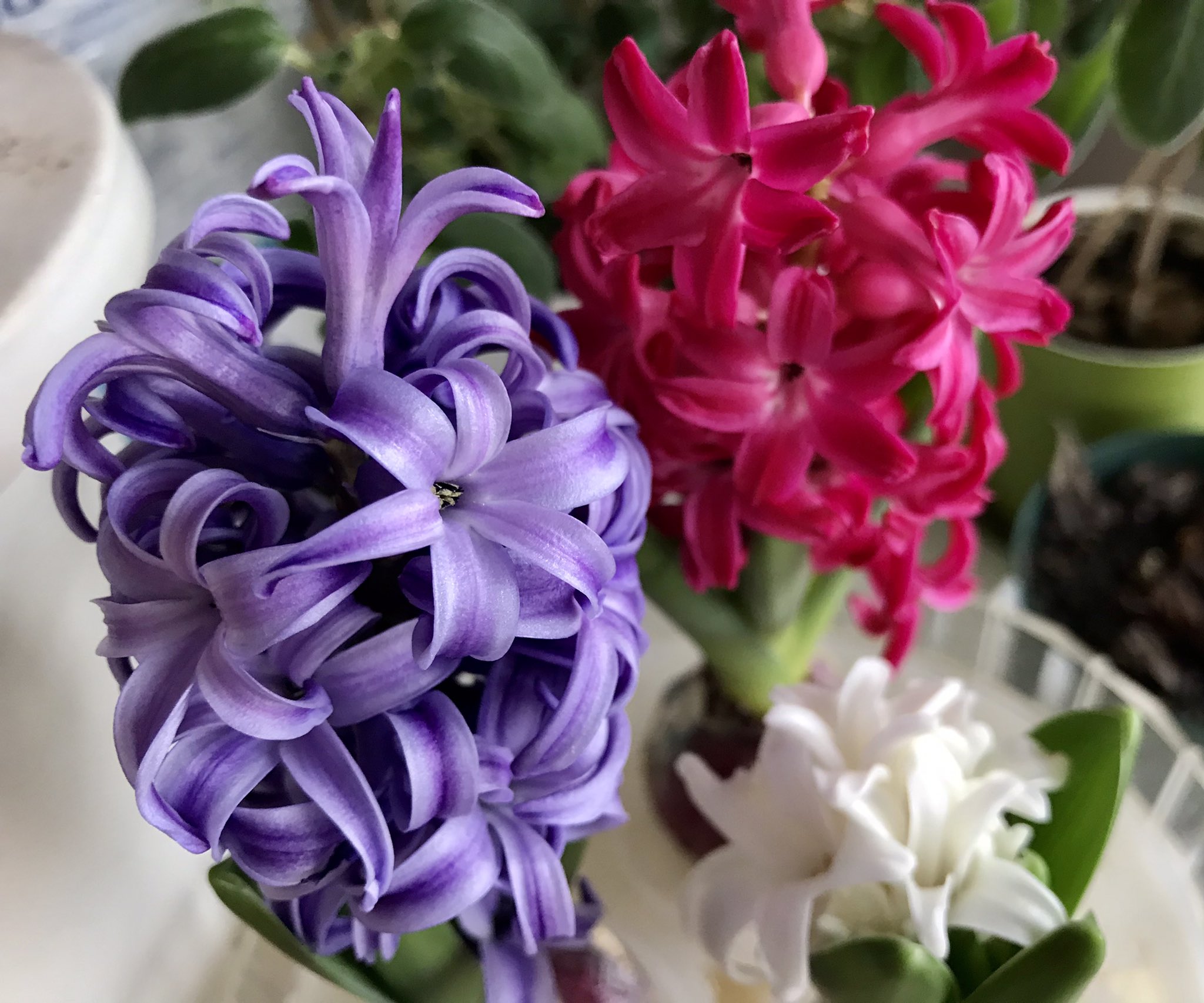 もも A Twitter おはようございます 1 16誕生花 ヒヤシンス 花言葉 変わらぬ愛情 別名フウシンシ 美少年ヒュアキントスは太陽神アポロンと円盤投げで遊んでいましたが 風の神の嫉妬で強風が吹き円盤がヒュアキントスの額に当たり大量の血を流し死亡しました この