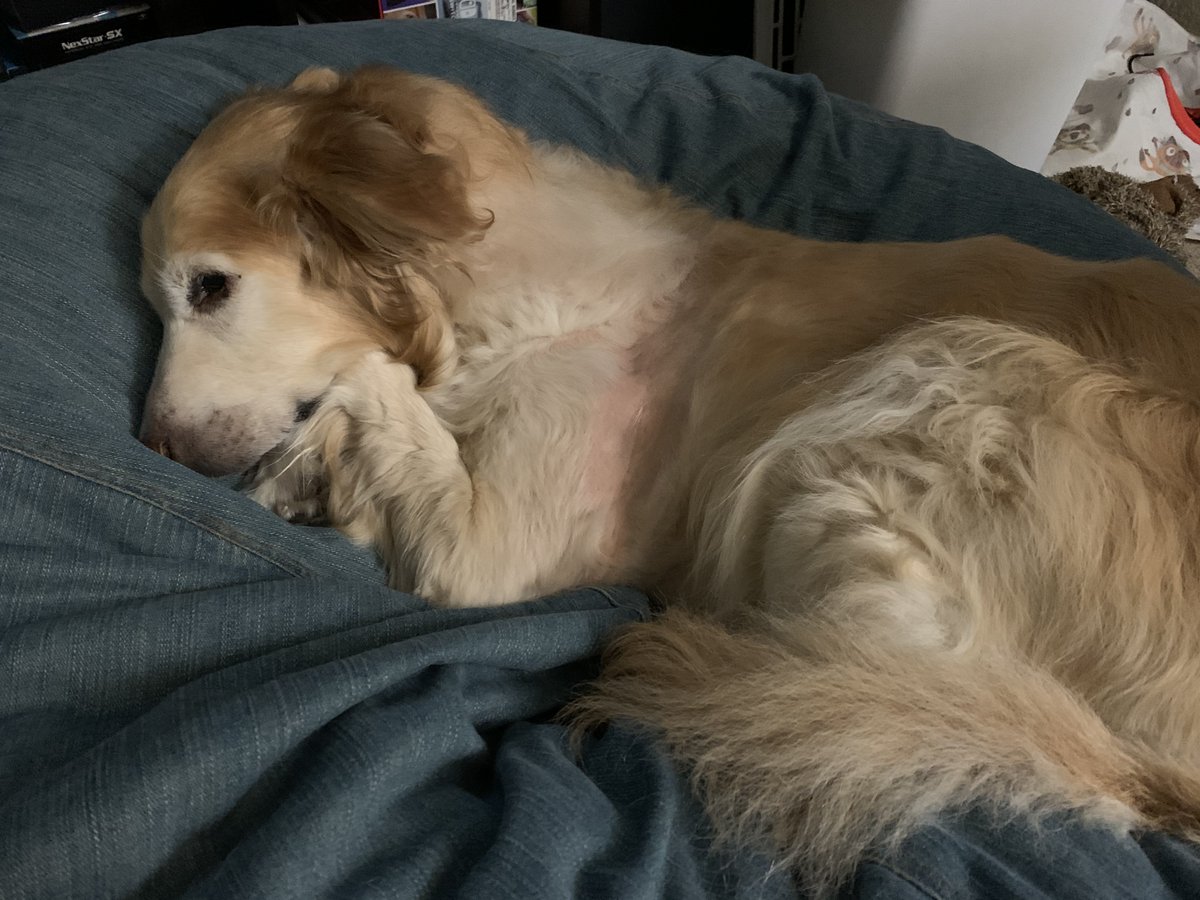 ColaDoggy's tweet photo. Mommy tried be sneaky and take this picture while I was sleeping. 👀 https://t.co/6JKlFTBVhK