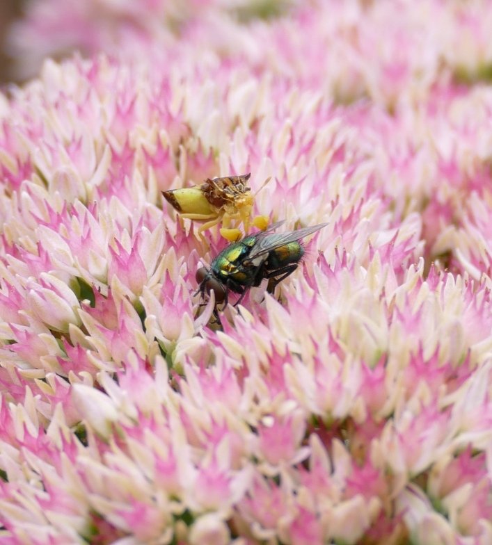 jackinthehammer's tweet photo. The yellow bug is an Ambush Bug. It looked like a piece of a leaf. I learned after I took this pic that they lie in wait for unsuspecting flies and bees!
@markcoakleyBUGS
#insectsofcanada #NaturePhotography #naturelovers #insects #HamOnt #greatoutdoors https://t.co/pBtNvMZquI