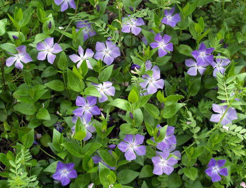 Sui 五条悟がopで持っていた花束 青い薔薇とかすみ草かな 青い薔薇 昔は 存在しないもの とされてたんですけど 今は 夢が叶う 奇跡 一目惚れ という花言葉を持っていて 本数でも意味が変わってくる 5本 あなたに会えて本当に嬉しい 7本 ひそや