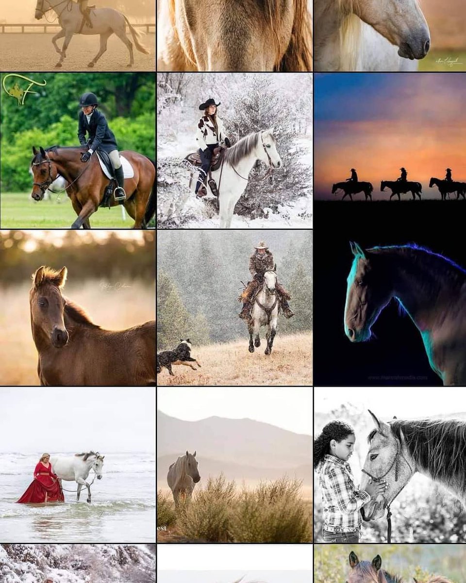 EPNet's tweet image. Follow us on our new Instagram page! instagram.com/equinephotogra…