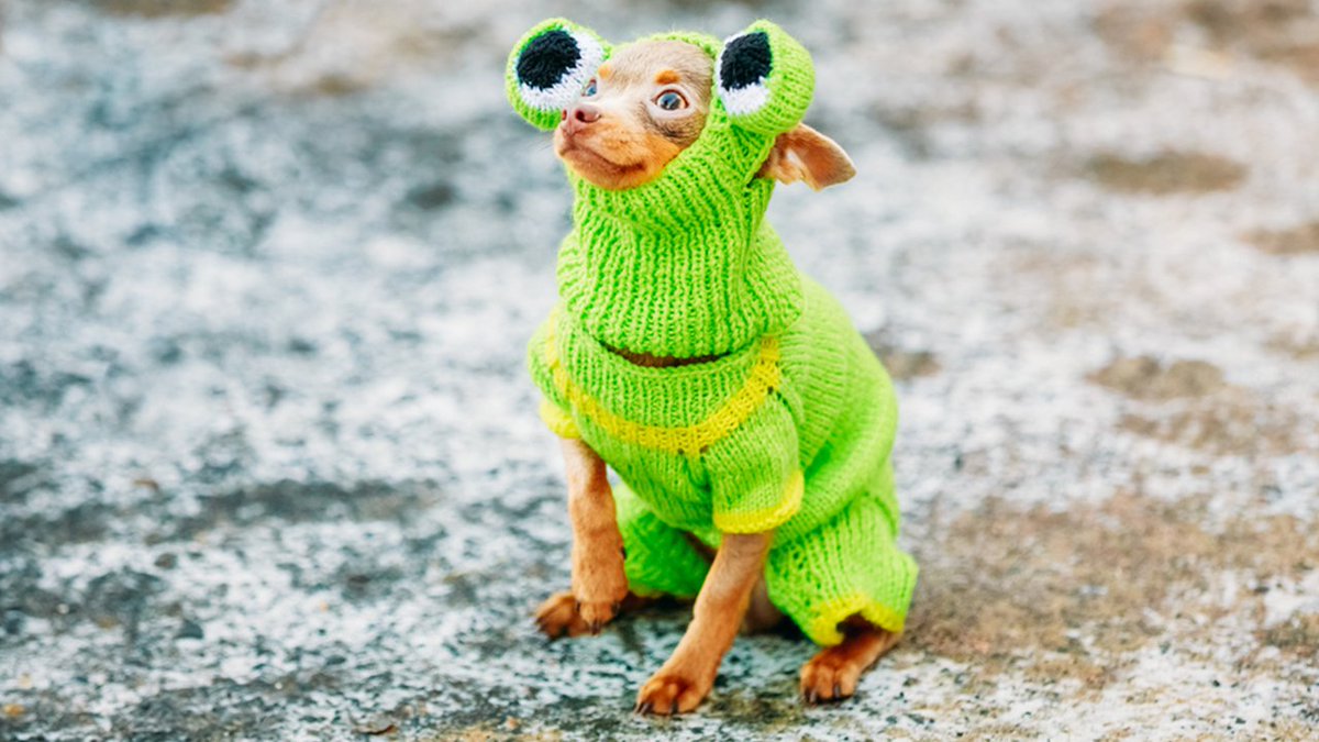 Shutterstock's tweet image. .@Instagram has Stories. @Facebook has Stories. Even @Twitter jumped on the train. Soon, get ready for: Shutterstock Stories!
Now all of your followers can see that you’ve spent the last hour searching for “dog on skateboard wearing sweater NOT corgi.” #Predict2021