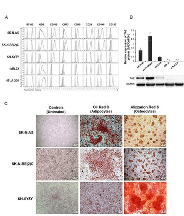 Journal for ImmunoTherapy of Cancer tweet media