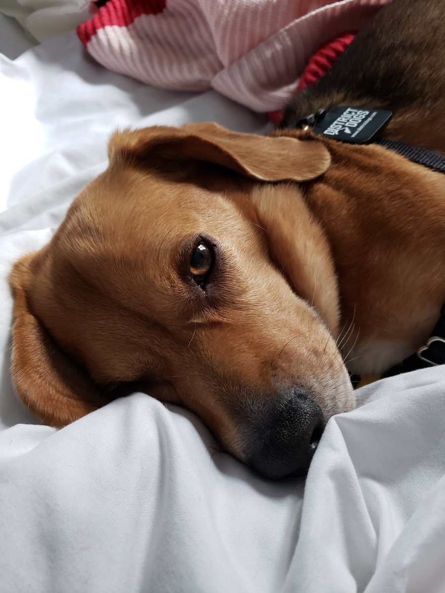 Not wanting to miss out before the end of #ams2021 #ams101 #AMSpets Dixon the beagle loves #Weather #nofilter