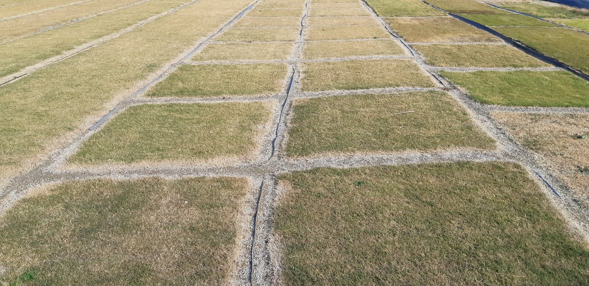josepcirera's tweet photo. #Wintertime.
@SemillasFitoTG #turfgrassplots in #Barcelona.
#Coldestweek in many years.
#Warmseasongrasses. #Coldseasongrasses. https://t.co/aHn69woB0A