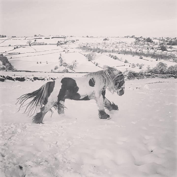 GemmaGarner15's tweet photo. Love watching them play in the snow 🐎❄ #horsesoftwitter #Horses #traditonalcob #colouredhorse https://t.co/w9GzjN6ct4