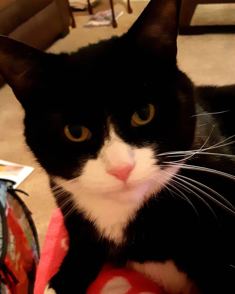 GizmoCuteKitty's tweet photo. Hello 🐾 please follow me. I am new to twitter 😺😺 https://t.co/PZNAr0HOsX