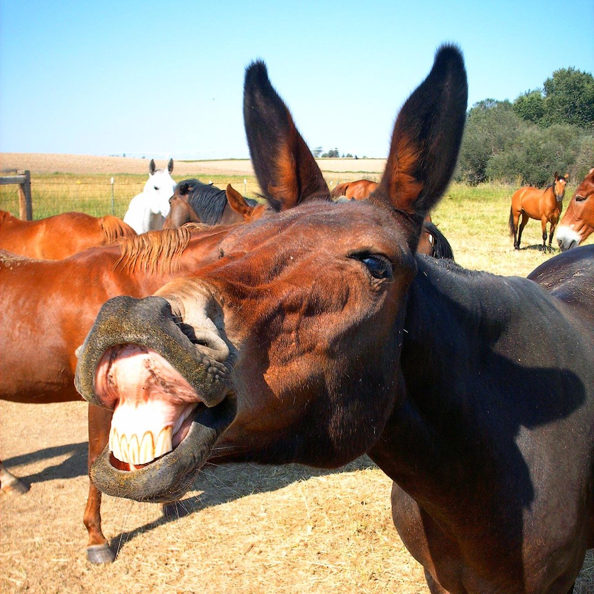 How's this for a smile? One of our teammates having a ball on a warmer day this past summer. Must be feeding time! #Mule #Packteam #Bozeman #Longears #Packtrain #Yellowstone #Summer #adventure #2021 #Montana #Trailrides #Camp