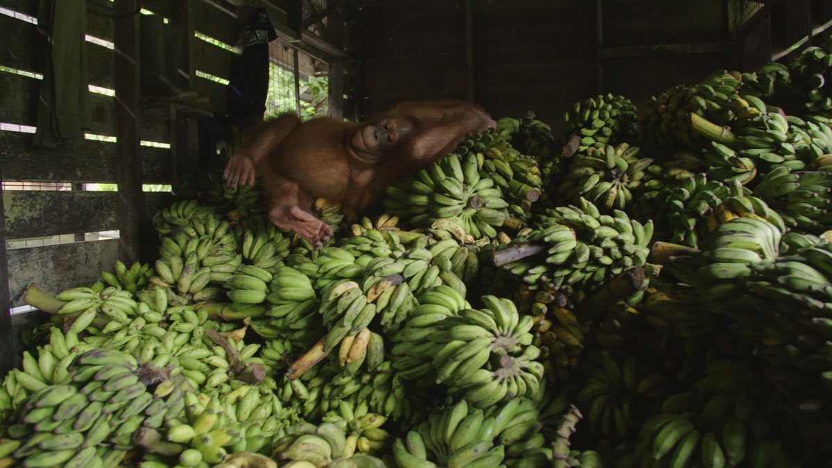 Orangutan Outreach 🦧❤️🌳 (@redapes) on Twitter photo You NEED some Beni in your day! Check out our new webpage dedicated to the Big Boy! redapes.org/beni
#orangutans #bananas <a href="/bornean_OU/">BOS Foundation</a> @NHNZMedia You NEED some Beni in your day! Check out our new webpage dedicated to the Big Boy! redapes.org/beni
#orangutans #bananas <a href="/bornean_OU/">BOS Foundation</a> @NHNZMedia