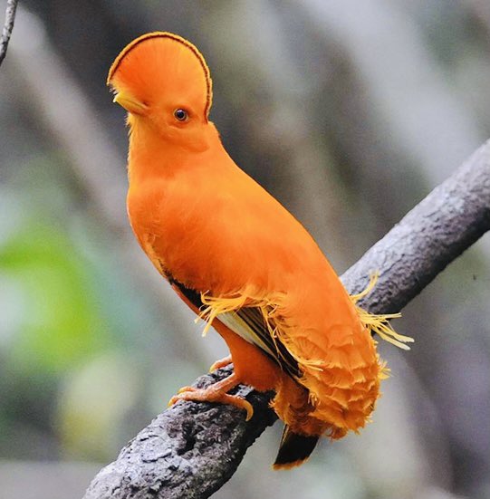 Prince as birds.A thread.