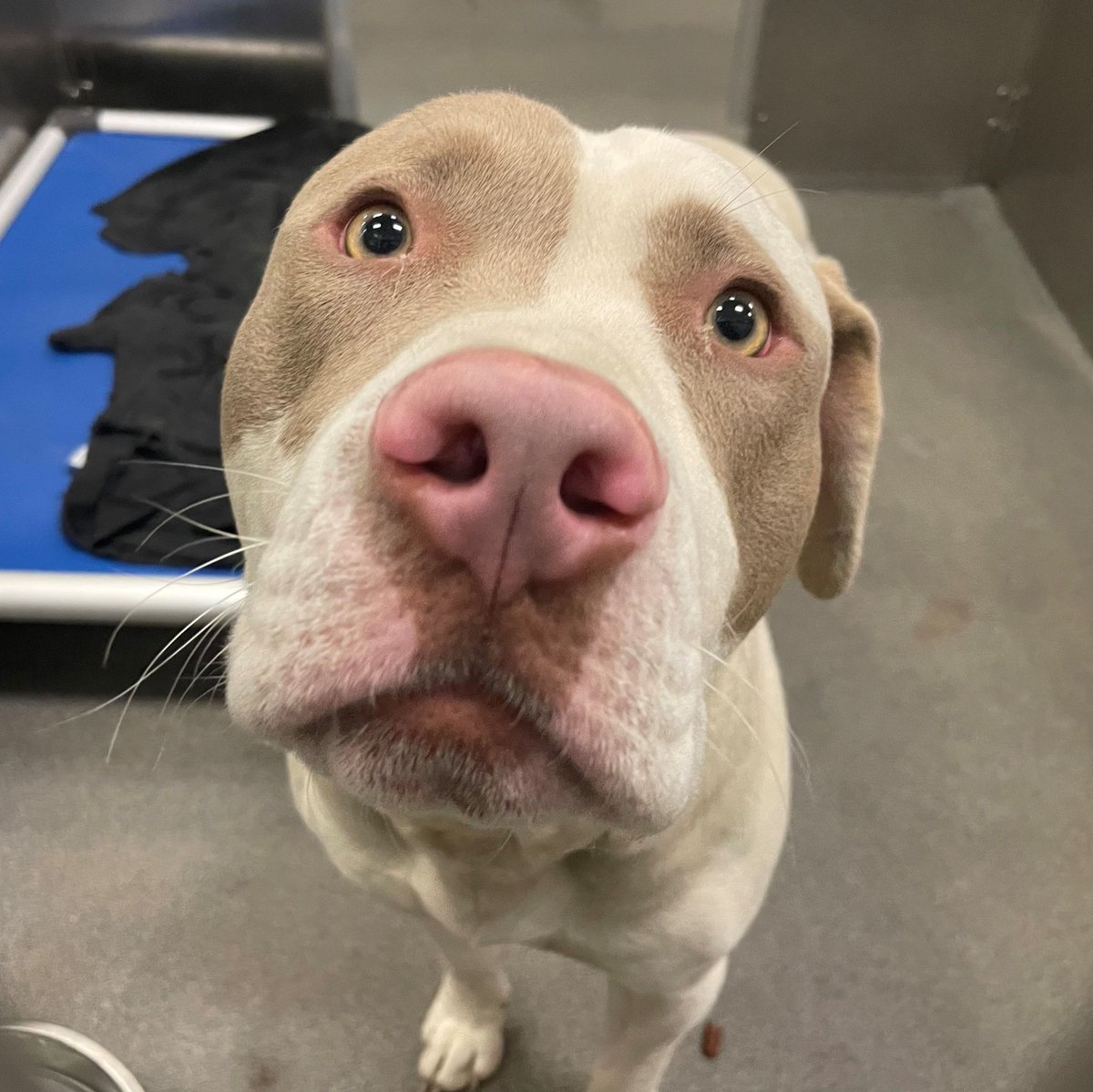 DallasShelter's tweet photo. Have you seen a more boopable snoot than Hank's (#A1112445)?! π½ π
Show this pig-nosed cutie some love! Adopt him and others online today at https://t.co/xPYXQyClUq!
#AdoptDAS #BeDallas90 https://t.co/UaWJPqmq2J