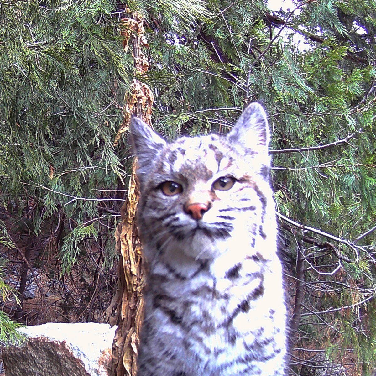 That you look you get when you...realize you hit 'reply all' #CaptionThis #Yosemite #NationalPark #bobcat #WildlifeCamera