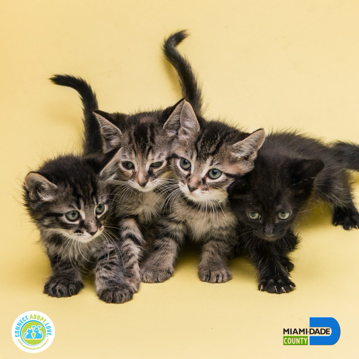 Kittens! Kittens! Kittens!
Tiny, orphaned newborn kittens need round-the-clock care to stay alive. Raise your hand 🙋🏻‍♀️ if you want to join our Kitten Cuddler Team. Interested? 😺 Contact our Foster Program: bddy.me/38NBZGZ

#kittens #kittencuddler #fosterpets #volunteer