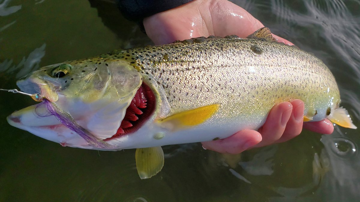 Now that upland hunting season is coming to a close, I'm looking forward to more time on the salt chasing #searuncutthroat on the fly with @RedingtonGear #rioproducts #rossreels #coastalcutthroat #catchandrelease #keepemwetfishing #evergreenstate #upperleftusa #flyfishing