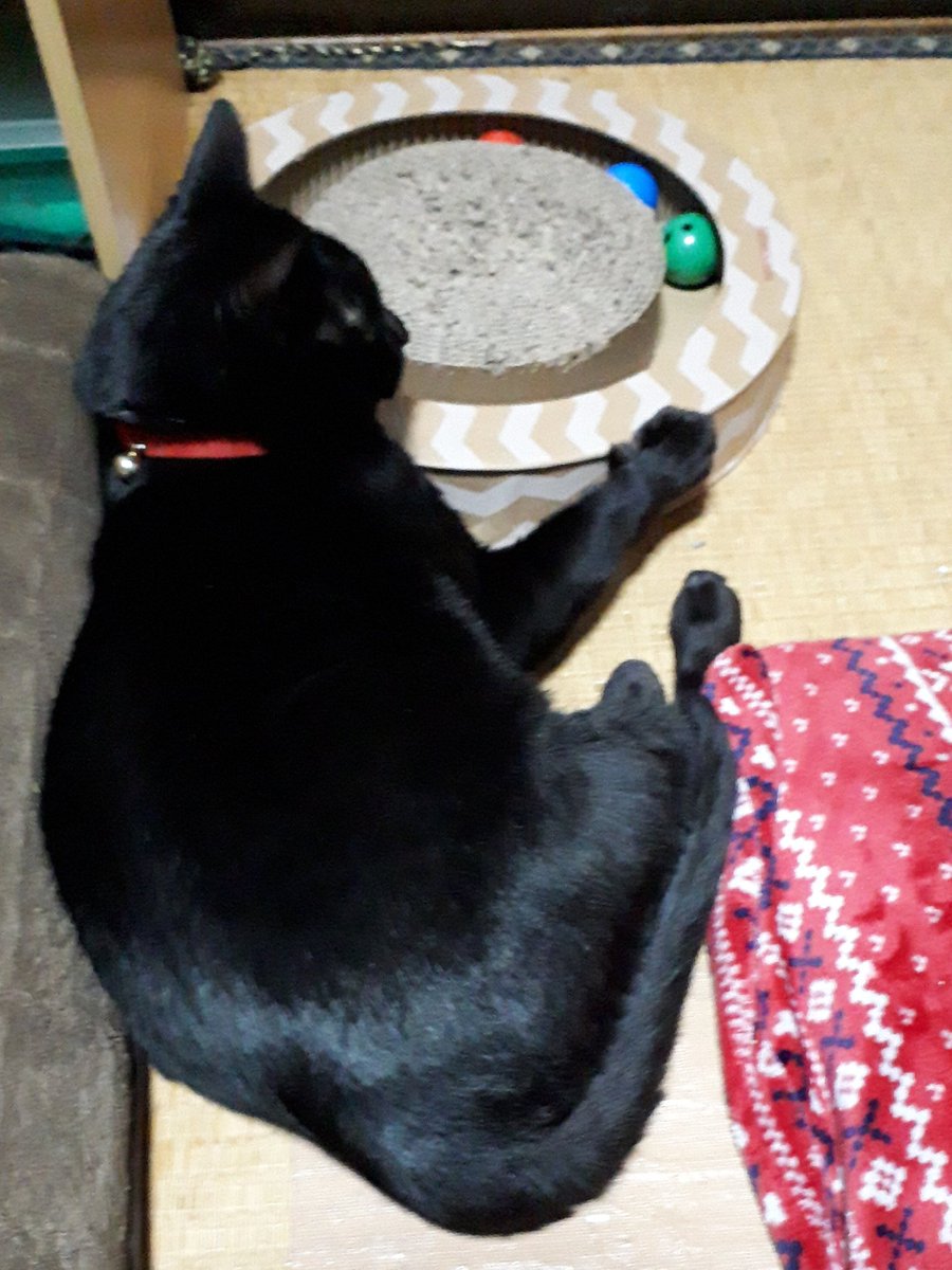 DapgMegu's tweet photo. 遊んで欲しい感が出過ぎ😆

#猫好きさんと繋がりたい 
#黒猫 https://t.co/heG48GkTRV