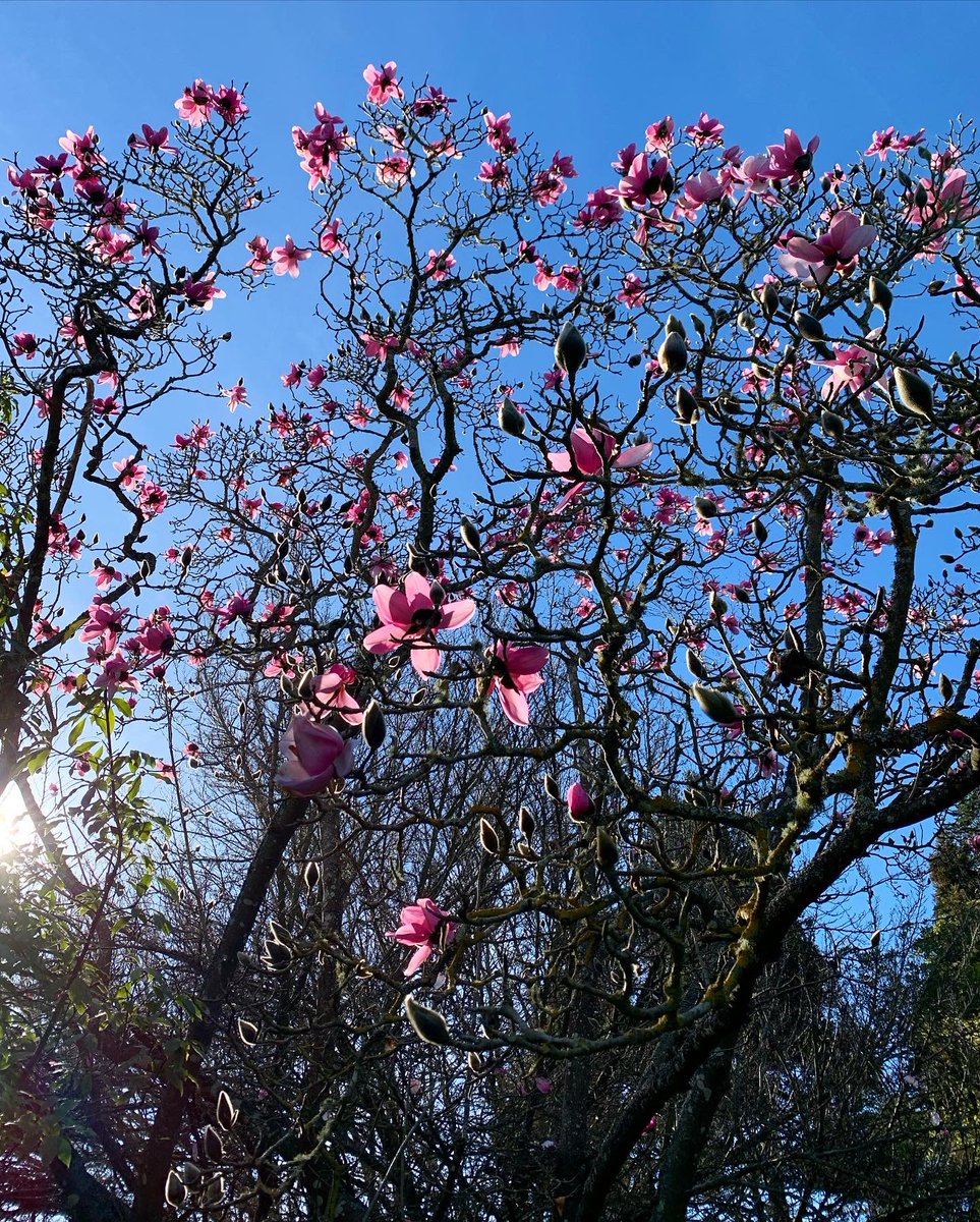 SFBGS's tweet photo. The sun is shining and the magnolias have begun to bloom—get outside, relax, and enjoy this holiday weekend!
🌸☀️💗 https://t.co/ccQk0AeFfe