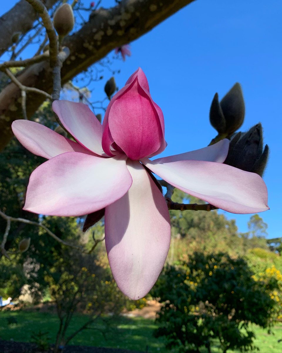 SFBGS's tweet photo. The sun is shining and the magnolias have begun to bloom—get outside, relax, and enjoy this holiday weekend!
🌸☀️💗 https://t.co/ccQk0AeFfe
