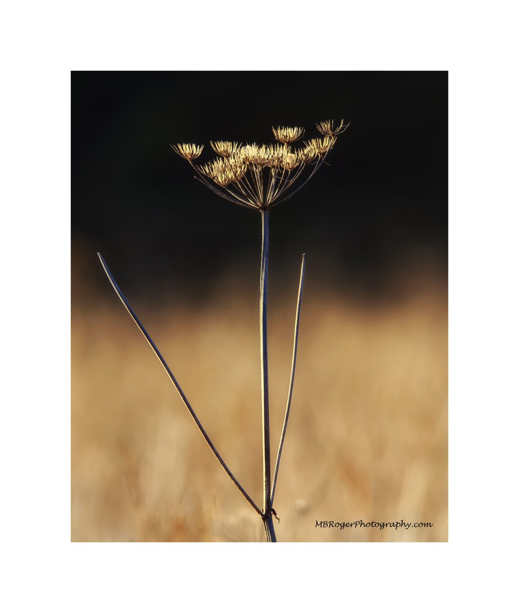 nuclearwolfie's tweet photo. Pic for today - A wee strand of hogweed (I think) - Best I could do up the river today - walked from the swimming pool bridge to the cemetery bridge and I kid you not.... the only bits of wildlife spotted was a crow and a wood pigeon. #ThursoRiver #Caithness #Lockdown2 https://t.co/cb7m8m19Yz