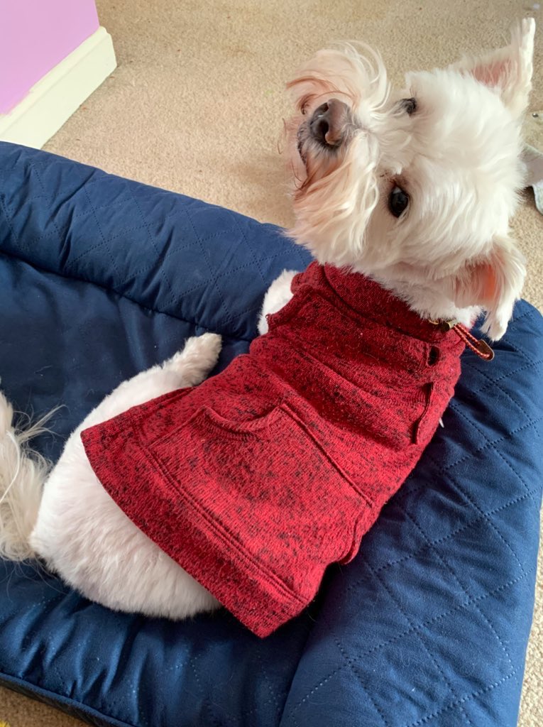soy__meli's tweet photo. Year 3, spring semester, week1:
Tequila Tuesday (in the form of margaritas), Tofu gets his biannual haircut, filling breakfasts all week, & my new year haircut debut on Twitter
Off to a great start 🤗🤞🏽🌱👩🏽💻 #phdlife #DoctoraBound https://t.co/Kh3hoHEh05