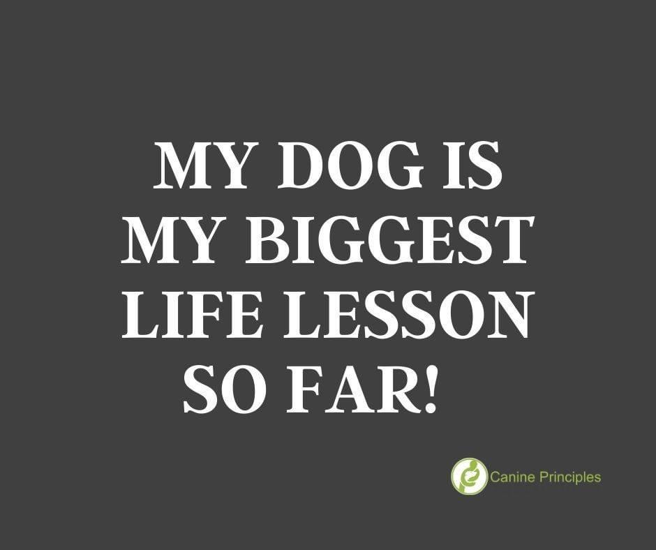 Muttstock tweet media