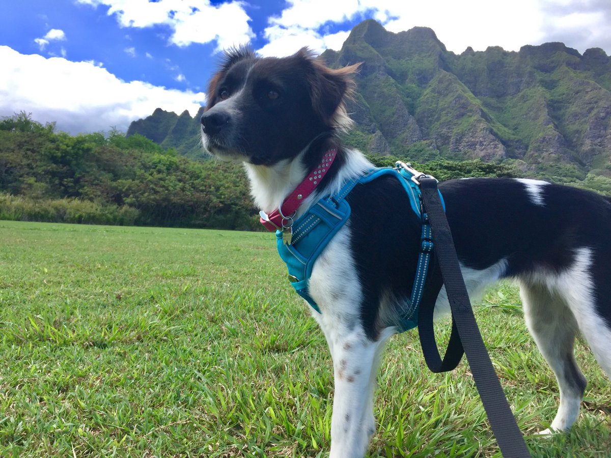 Happy Aloha Friday Friends! I am Sweetie, Angel Duke’s newest little sister. I am 2 years old and used to be an outside dog. I hear I have some big paws to fill and love being with my new family. Just wanted to say Aloha to Duke’s friends and would love to be friends too. 😘🌺