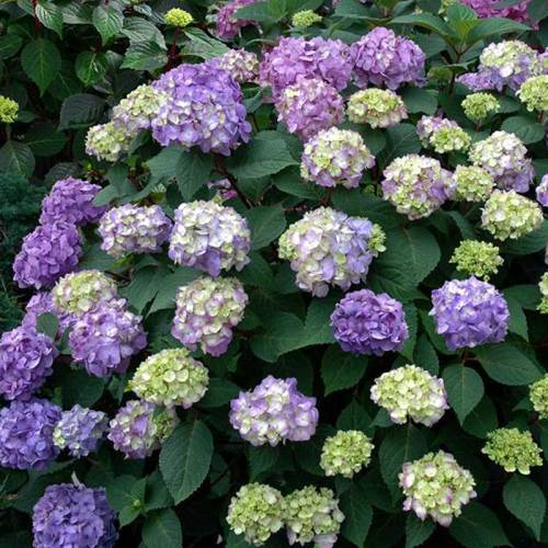 janjohnsen23's tweet photo. Bloomstruck hydrangea has sturdy dark red stems and is disease resistance. Hardy. check it out.
#hydrangea #summerplant #poolsideplant #poollandscape #landscapedesign #greatplants #johnsenlandscapes https://t.co/nZc4tvscHR
