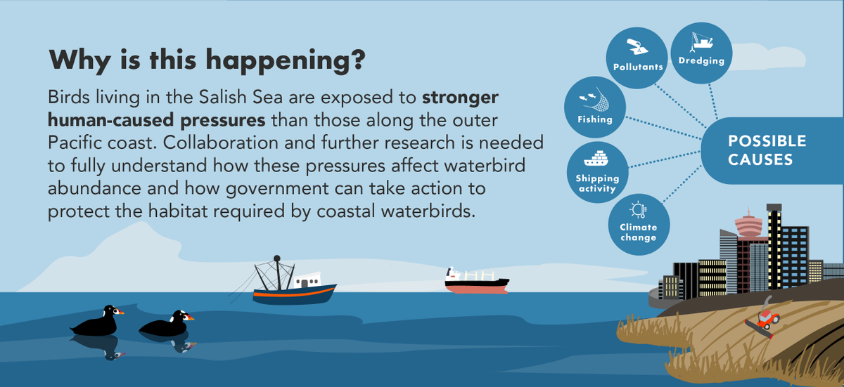 We suggest transboundary research collaboration opportunities to understand mechanisms, discuss management relevance. See also new  #conservation governance solution proposed in  @FraserDeltaIBA by  @LauraJKehoe  @TaraMartin et al.  @ConservationSP:  https://conbio.onlinelibrary.wiley.com/doi/10.1111/csp2.310