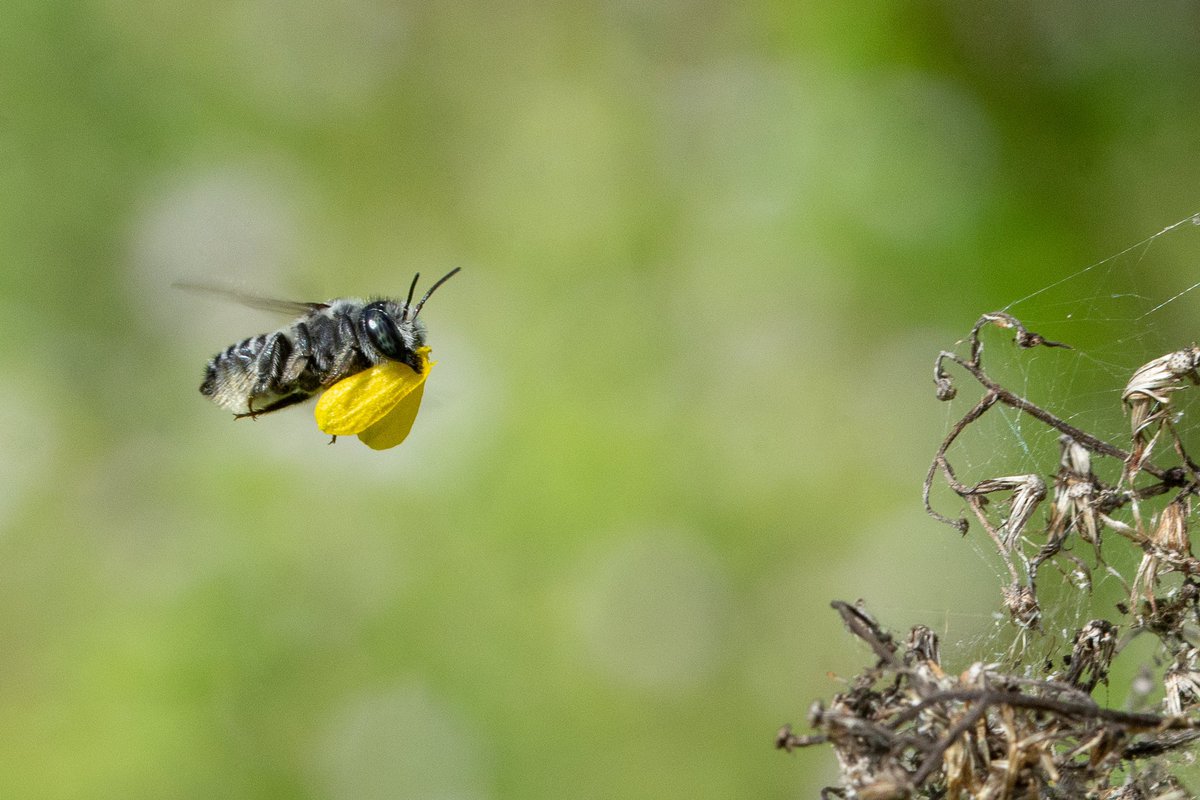 laura z 🐝🇺🇸🇫🇷 tweet media