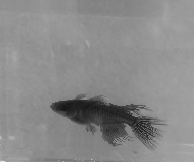 メダカフォトコンテスト2021のtwitterイラスト検索結果