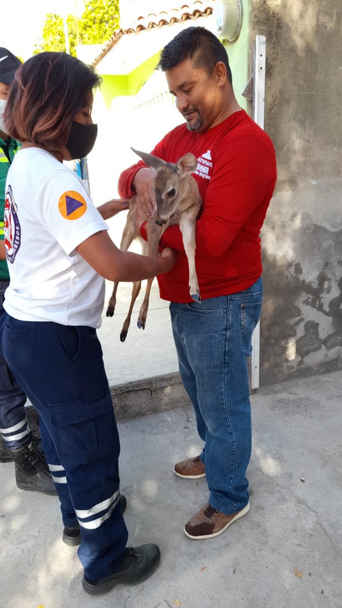 CivilBomberos's tweet photo. Denuncia anónima, entrega de un cervatillo, quedará a resguardo mientras @SEMARNAT_mx hace lo propio buscando sea recibido en Unidad de Manejo para la Conservación de la Vida Silvestre (UMA).

Reportes: 📲314 3367300 ó puedes mandar 📨📸 WhatsApp
https://t.co/0qlmdGJ85p https://t.co/pvjYSin02R