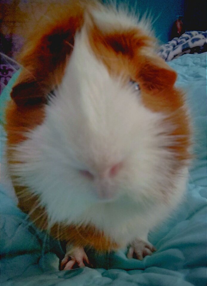 graceamazes1's tweet photo. Got my Whiskers ready for the #WHEEKingWHEEKend!
Make it a good one PigPals!
#Wheeks #guineapig #FridayFun #GracieLove โค https://t.co/7fbpoZ0WJW