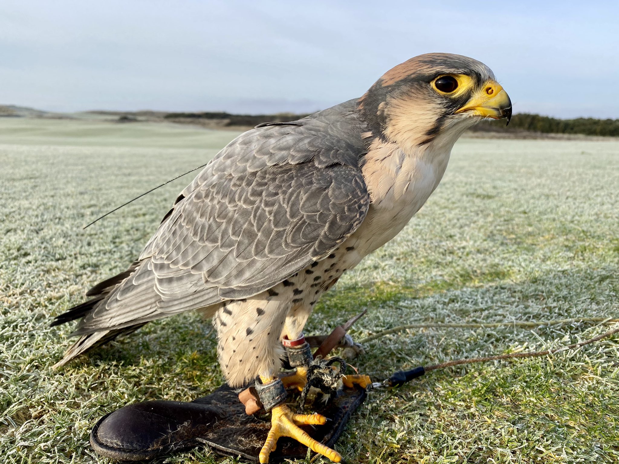 The Cumberland Bird of Prey Centre.