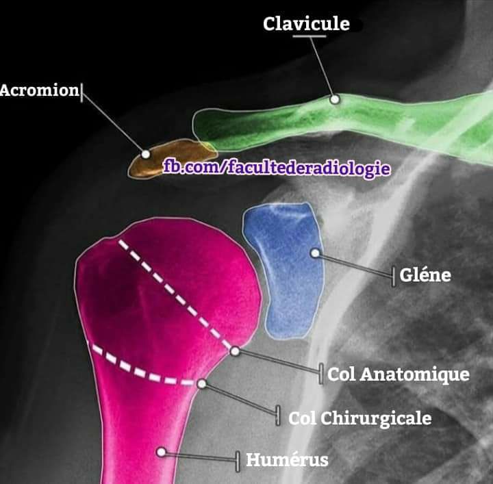 IhabFathiSulima's tweet image. What is the first and last bone to start and finish #ossification  ?