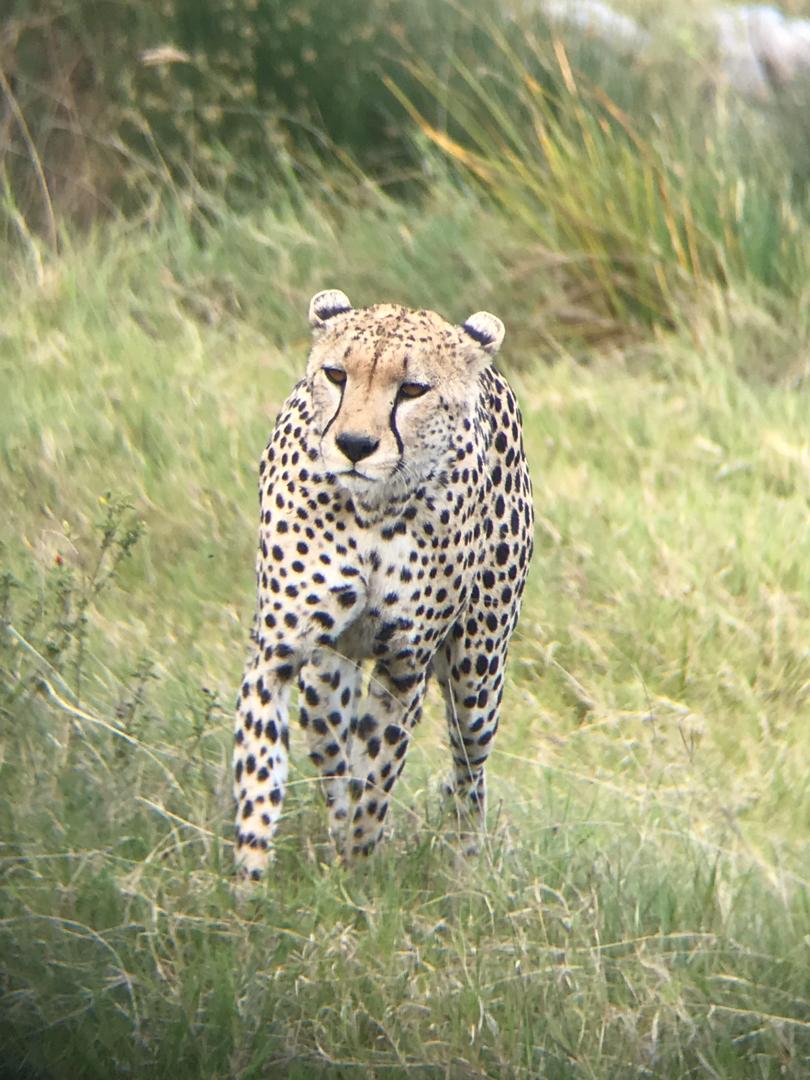 tours_trekking's tweet photo. This and many more can easily be spotted in savanna parks of Uganda the pearl of africa.
#visituganda #travelsaturday #tulambuleuganda 
#uganda #nature #photography #tourist #tourism #travellover #big5 #gamedrive #pearlofafrica #mamals #wildlife #nature #birds #beautiful #photo https://t.co/wXEAIgUxYk