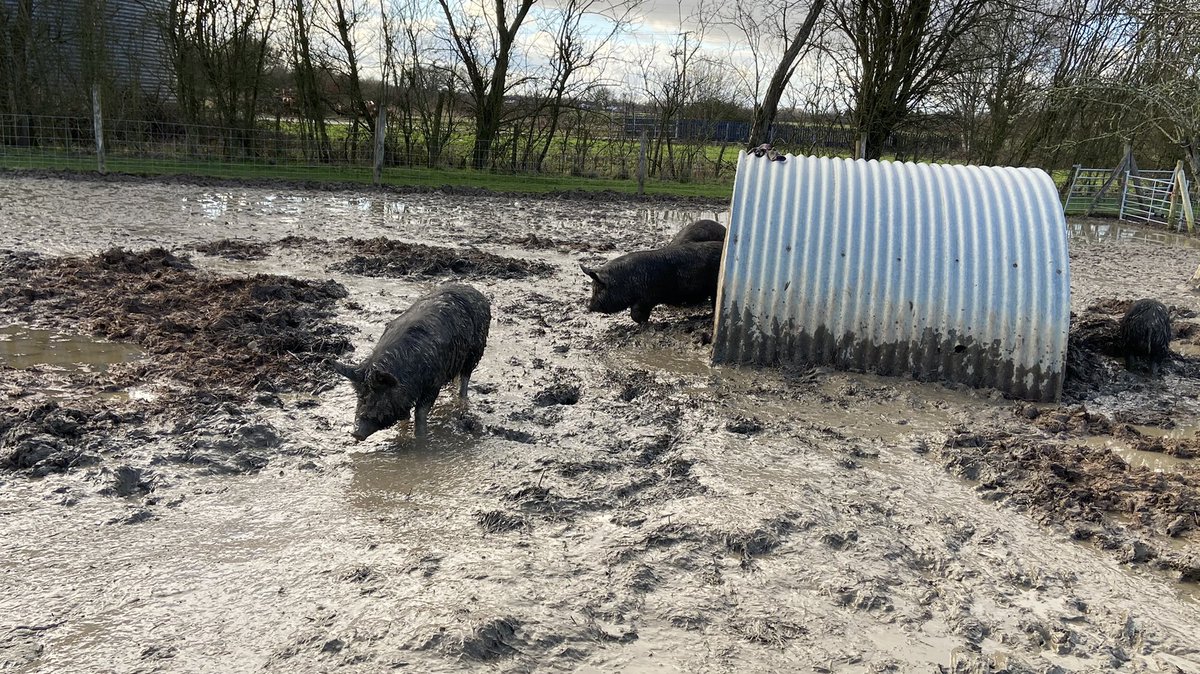 PreciousPorkers's tweet photo. Sometimes I think we should have chosen something like cakes or jams to sell at the farmers markets!! 🐷 😬 #bloodywet #somuchmud #rollonsummer https://t.co/Lbv7GNllVm