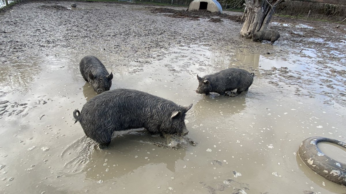 PreciousPorkers's tweet photo. Sometimes I think we should have chosen something like cakes or jams to sell at the farmers markets!! 🐷 😬 #bloodywet #somuchmud #rollonsummer https://t.co/Lbv7GNllVm