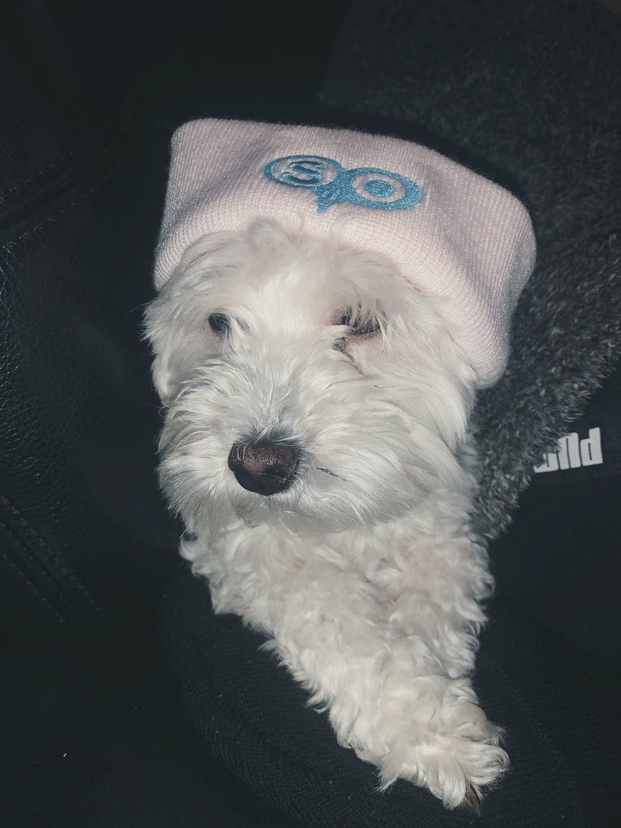 Meet Theo the dog in our new Pastel Pink and Blue Beanie 🤙😍😎 @snowyowlbrand 

snowyowlbrand.com #snowyowl #delaneyxmadej