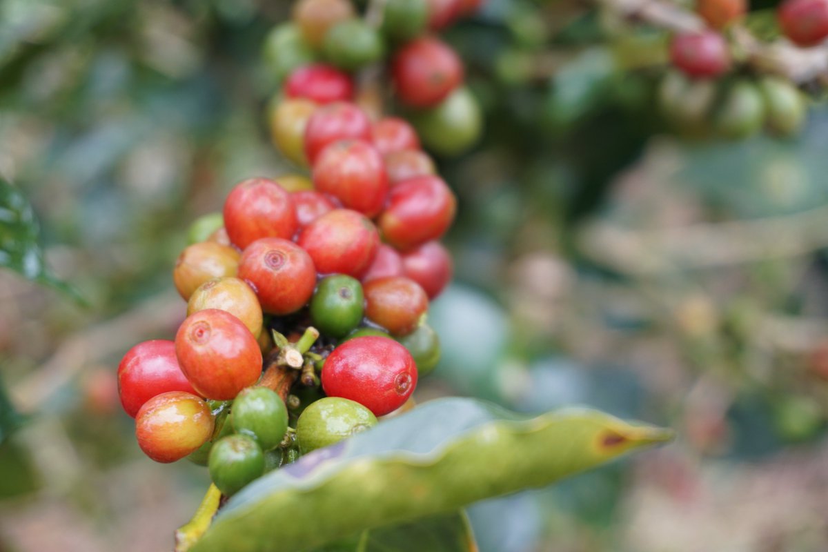 Getting there! Coffee yield is tricky to measure because of uneven ripening. The colors are so pretty though 😍 

#coffee #coffeescience #agroecology #ecosystem #ecology #climatechange #conservation