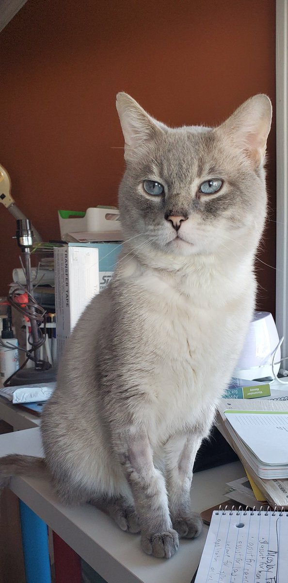 photocatkate's tweet photo. Another picture foster momther?? Le sigh... - Johnny #foreverfortunatefelines https://t.co/YIn5KgRpNi