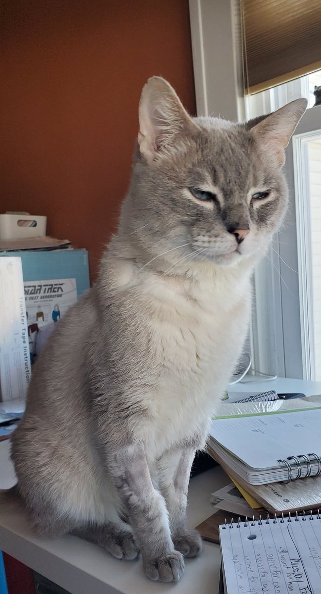 photocatkate's tweet photo. Another picture foster momther?? Le sigh... - Johnny #foreverfortunatefelines https://t.co/YIn5KgRpNi