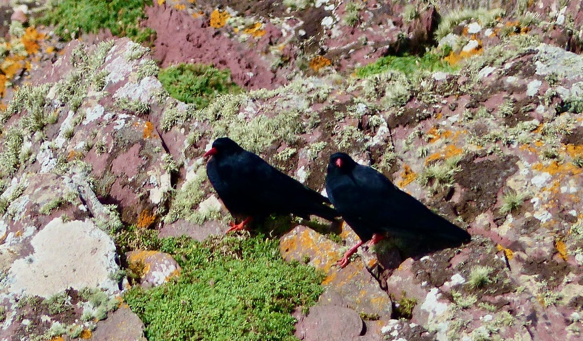 Before I let you get on with your Saturday, I'm just going to throw in one more corvid. Because if I don't, you can bet someone will pop and say 'oh but what about...'Say hello to the chough.