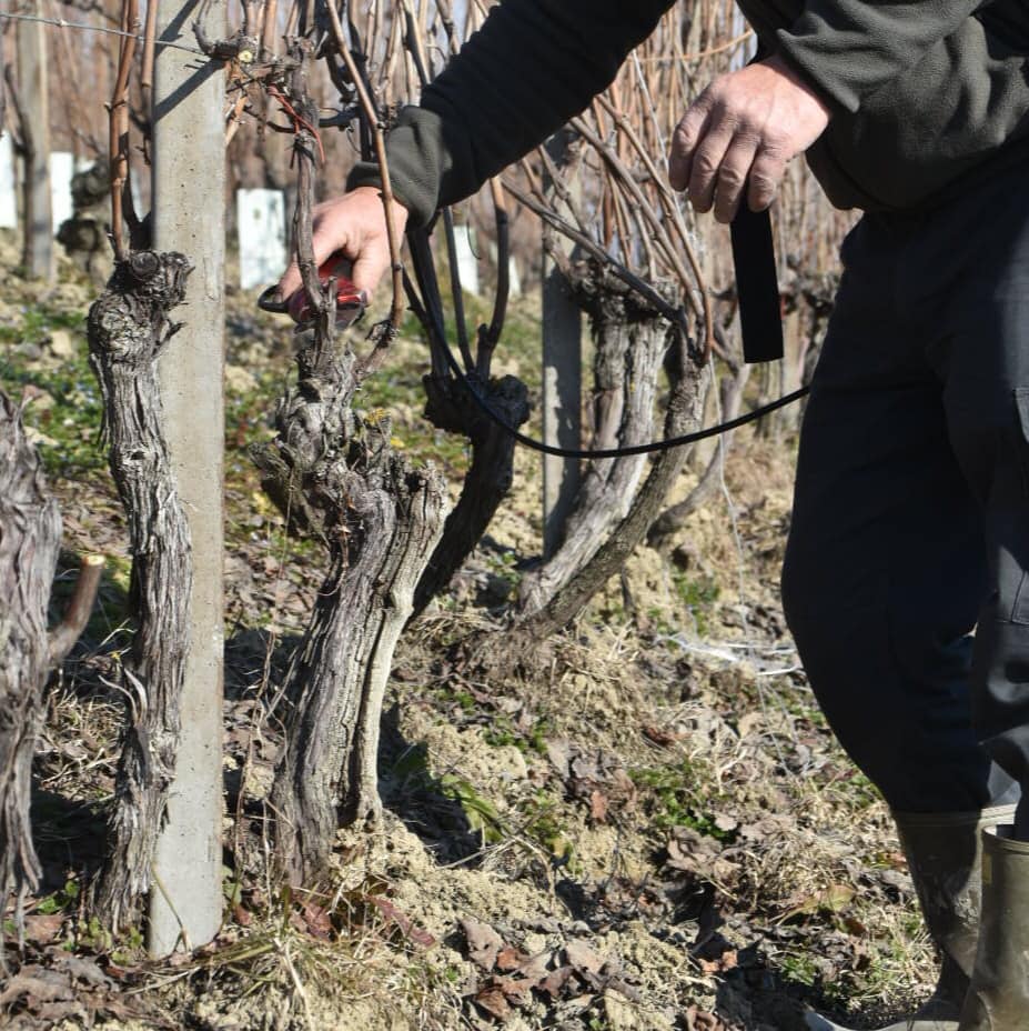 Winter pruning in Monvigliero vineyard #DiegoMorra #Barolo #Piemonte #Monvigliero #Verduno