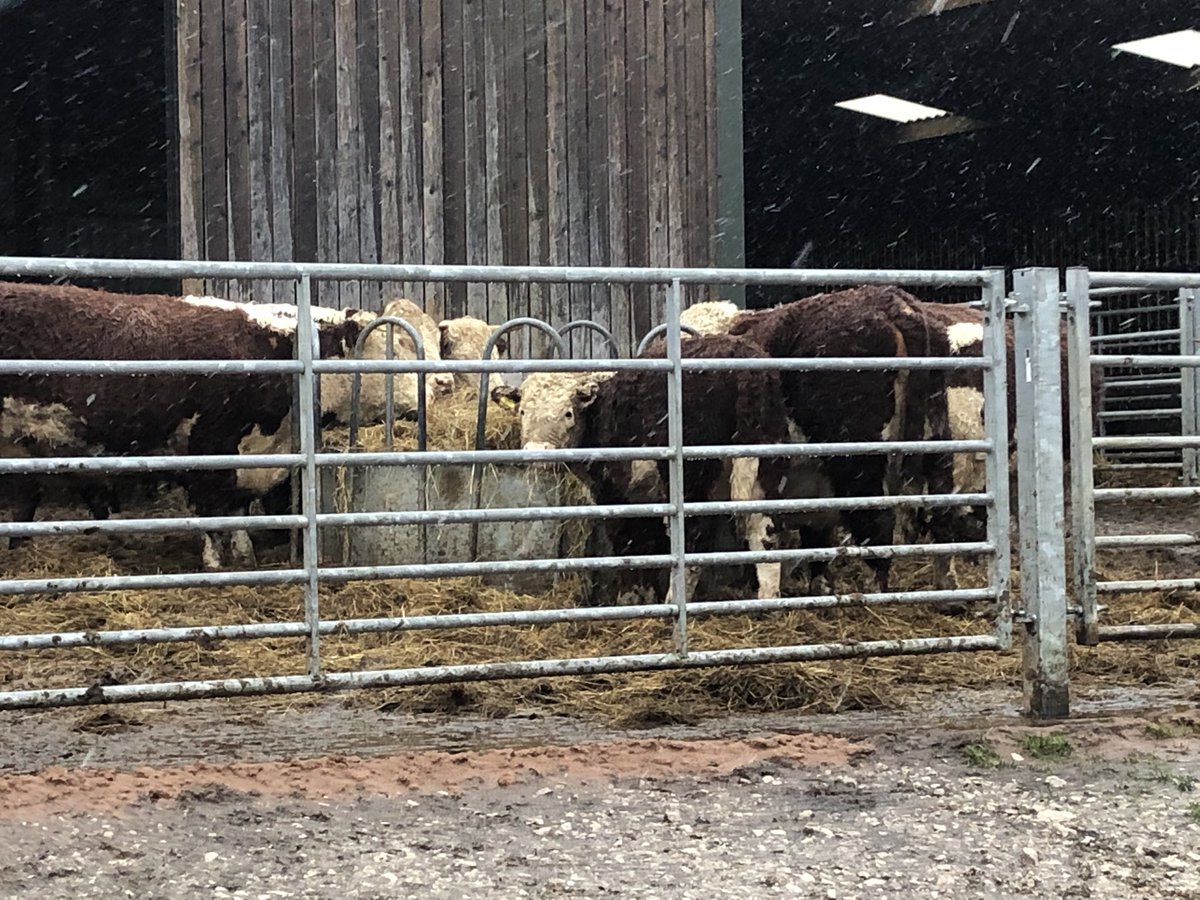 QuarryWoodFarm's tweet photo. Wet https://t.co/g0PRucTnrU