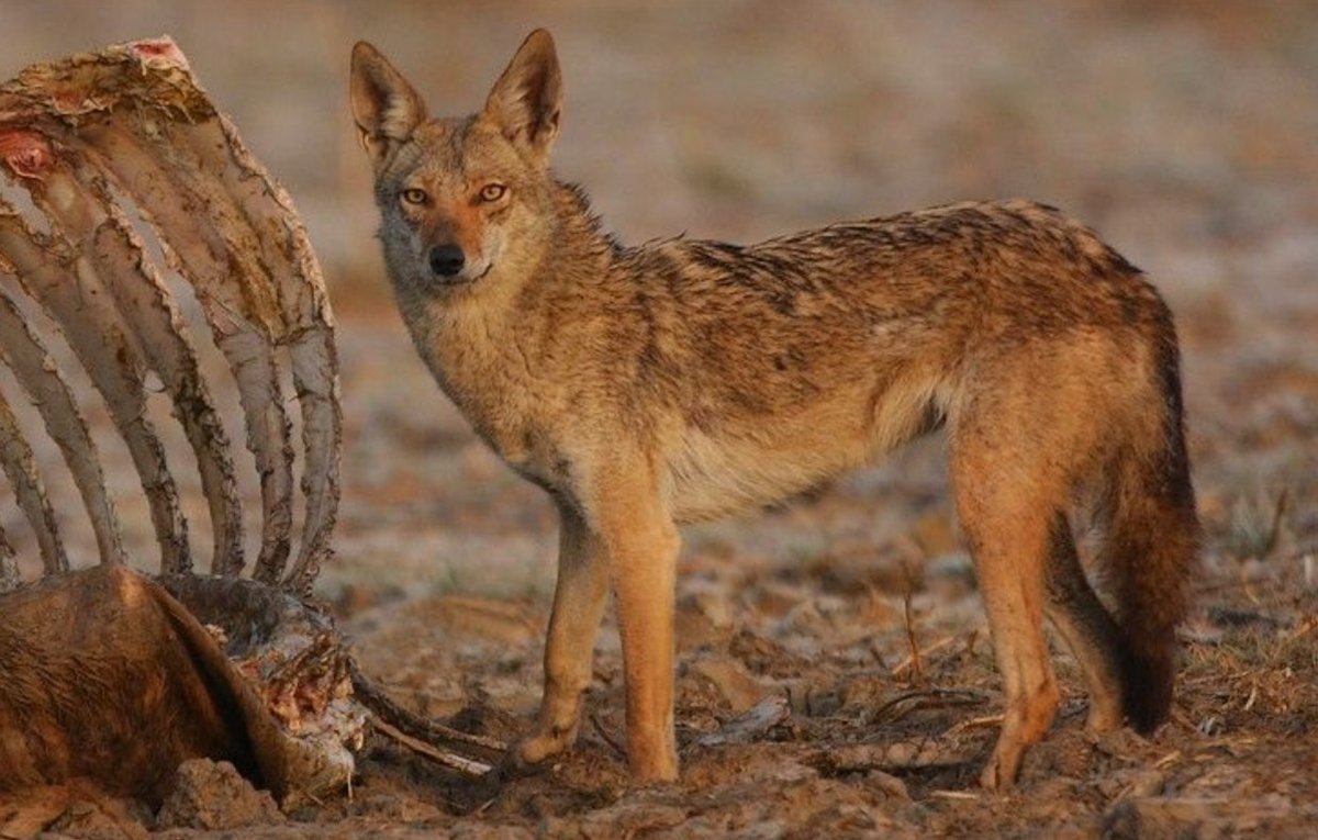 Anteriormente los chacales dorados también habitaban Africa , pero recientes estudios califican a estos como una nueva especie, Canis anthus o Canis lupinaster ,según autores.Cecile BH.