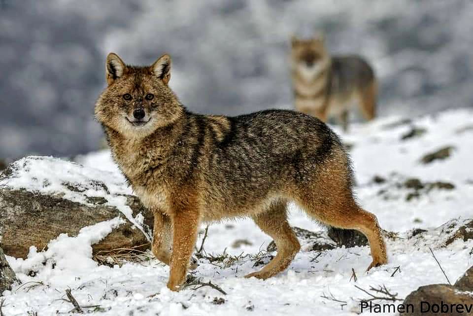 Chacal : "El enemigo a las puertas".El chacal dorado (Canis aureus) propios del sur este de Europa y Asia, se está extendiendo a Europa occidental, esperemos que pronto pueda alcanzar la península ibérica. Plamen Debrev (Italia).