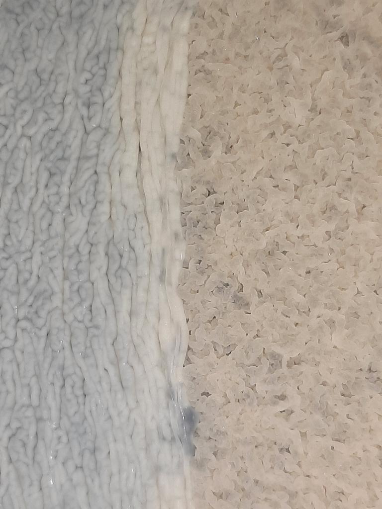 Florologo's tweet photo. Lucha entre velos de flor, en miles de botas con #CrianzaBiologica, #Vinos #Generosos #Andaluces. Millones de levaduras #Saccharomyces #beticus vs #montuliensis aportando caracter a #Fino, #Manzanilla o #Palido. #MagiaDeLaNaturaleza @VinosJerez @vinosdomm @CondadodeHuelva https://t.co/3Jp4w5AwB2