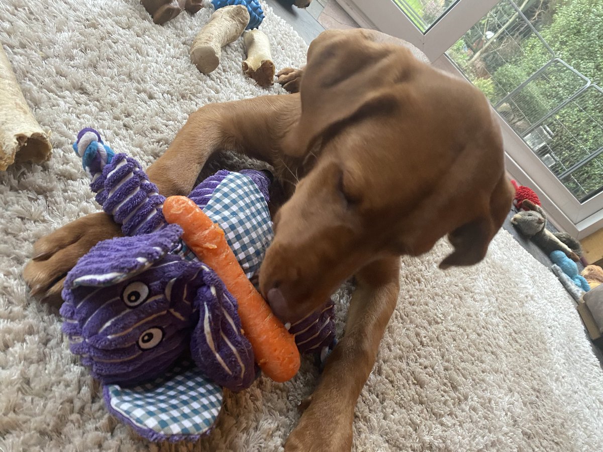 CHEESETITS2011's tweet photo. He loves a🥕 does our George 

#RabbitDog 🐇 🐶 https://t.co/CleveNFRT3