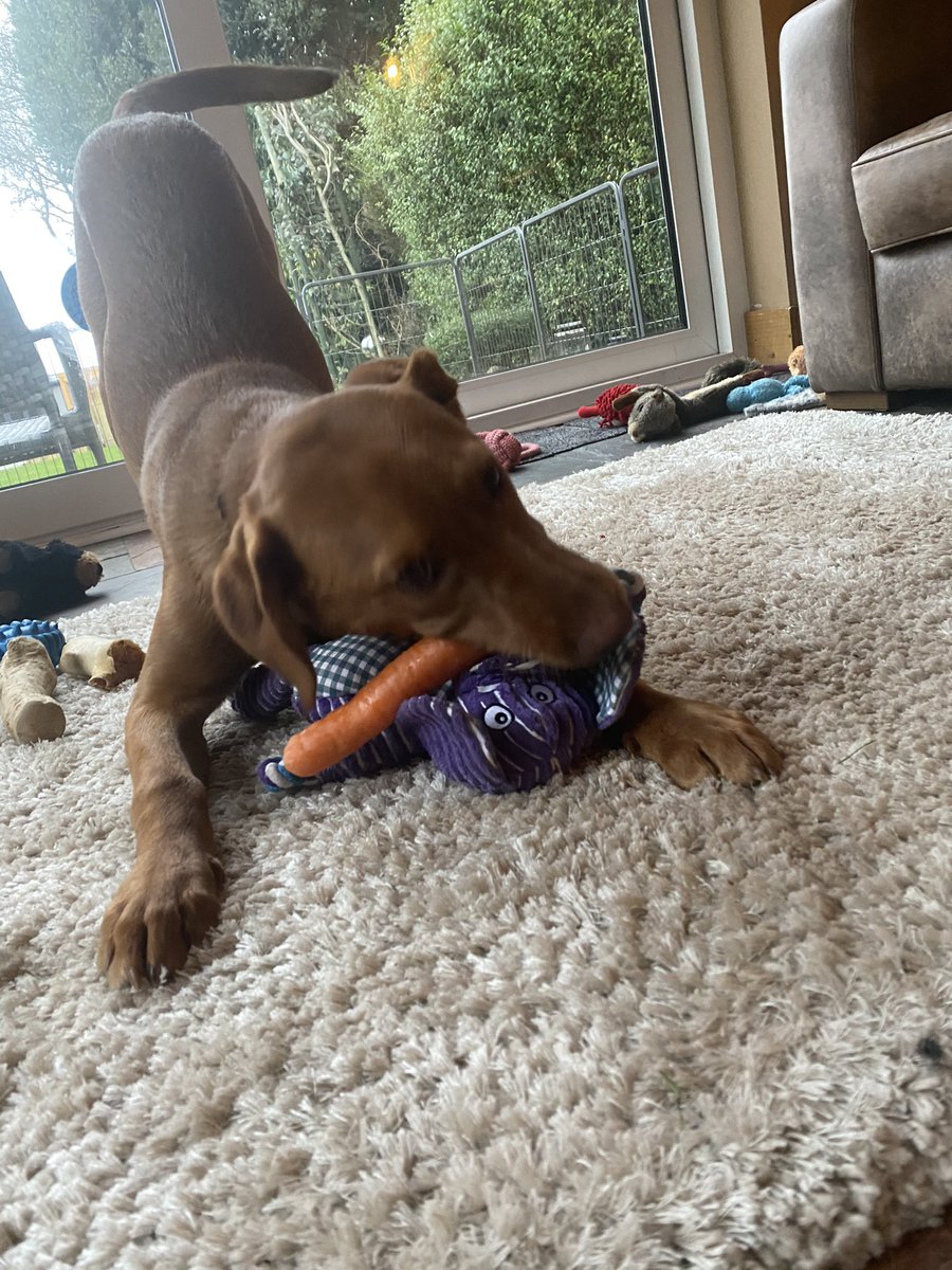 CHEESETITS2011's tweet photo. He loves a🥕 does our George 

#RabbitDog 🐇 🐶 https://t.co/CleveNFRT3